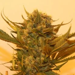 Sour P - Feminised - Resin Seeds -Uitgelichte Plantenzaadwinkel sourp 2