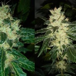 Sour P - Feminised - Resin Seeds -Uitgelichte Plantenzaadwinkel sourp 3