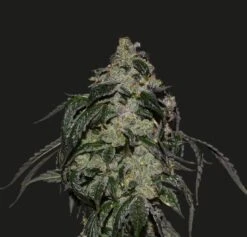 Soyuz OG Express - 5PACK - Feminised - Kalashnikov Seeds