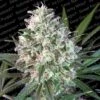 Space Cookies - Feminised - Paradise Seeds 1 Space Cookies - Feminised - Paradise Seeds -Uitgelichte Plantenzaadwinkel space cookies paradise seeds