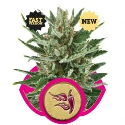 Speedy Chile (Fast Version) - Feminised - Royal Queen Seeds