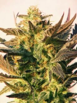 Speedy Boom Auto- 5PACK - Feminised - Kannabia Seeds