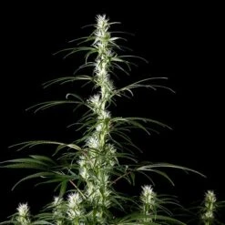 Super Silver Haze - Feminised - Green House -Uitgelichte Plantenzaadwinkel ssh 07 2