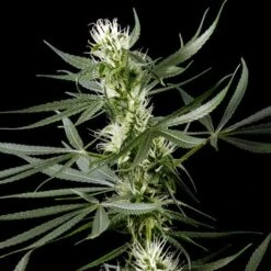 Super Silver Haze - Feminised - Green House -Uitgelichte Plantenzaadwinkel ssh 09