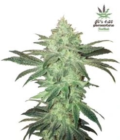Stardawg Auto - 5PACK - Feminised - Fast Buds Seeds