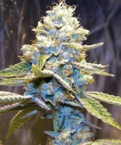 Star Killer - 12PACK - Regular - Rare Dankness -Uitgelichte Plantenzaadwinkel starkiller