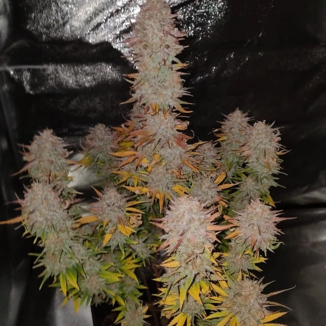 Sticky Gorilla #4 - 5-pack - Feminised - Pure Instinto Seeds 3 Sticky Gorilla #4 - 5-pack - Feminised - Pure Instinto Seeds
