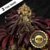 Stracciatella - 5-pack - Feminised - T.H.Seeds -Uitgelichte Plantenzaadwinkel stracciatella 420 bud bigger