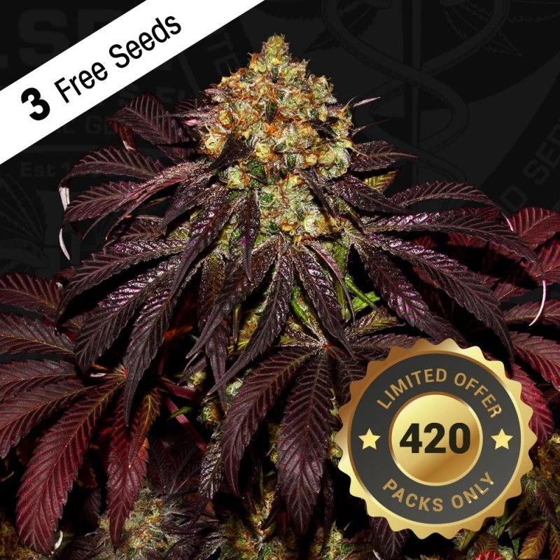 Stracciatella - 5-pack - Feminised - T.H.Seeds 3 Stracciatella - 5-pack - Feminised - T.H.Seeds