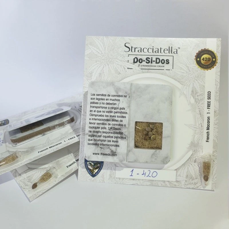 Stracciatella - 5-pack - Feminised - T.H.Seeds 6 Stracciatella - 5-pack - Feminised - T.H.Seeds - Afbeelding 4
