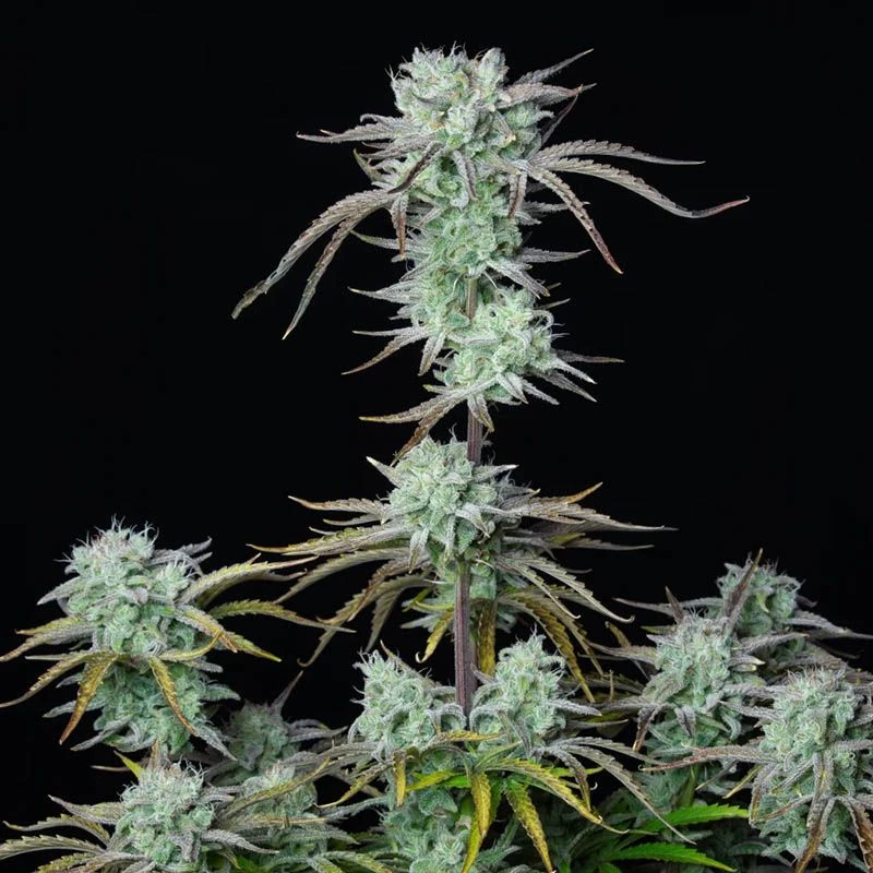 Strawberry Banana Auto - 5-pack - Feminised - Fast Buds Seeds 3 Strawberry Banana Auto - 5-pack - Feminised - Fast Buds Seeds