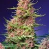 Strawberry Cola Sherbet - Fast Version - 5-pack - Feminised - Sweet Seeds -Uitgelichte Plantenzaadwinkel strawberry cola sherbet f1 fast version 1