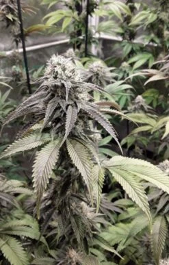 Strawberry Cookies - Feminised - Super Sativa Seed Club