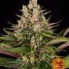 Sour Strawberry - 5-pack - Feminised - Barney's Farm