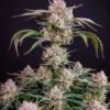 Strawberry Gorilla Auto - 5-pack - Feminised - Fast Buds Seeds