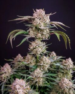 Strawberry Gorilla Auto - 5-pack - Feminised - Fast Buds Seeds