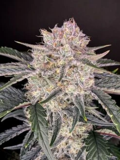 Strawberry Gorilla Auto - 5-pack - Feminised - Fast Buds Seeds -Uitgelichte Plantenzaadwinkel strawberry gorilla fast buds3