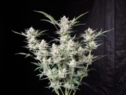 Strawberry Gorilla Auto - 5-pack - Feminised - Fast Buds Seeds -Uitgelichte Plantenzaadwinkel strawberry gorilla fast buds4