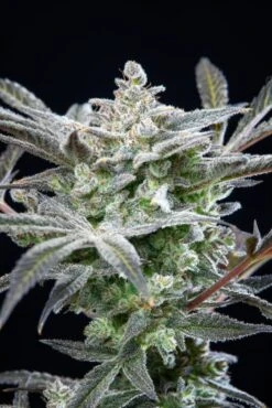 Strawberry Gorilla Auto - 5-pack - Feminised - Fast Buds Seeds -Uitgelichte Plantenzaadwinkel strawberry gorilla fast buds5