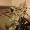 Strawberry Sour Diesel - 5PACK - Feminised - Devil's Harvest 1 Strawberry Sour Diesel - 5PACK - Feminised - Devil's Harvest -Uitgelichte Plantenzaadwinkel strawberry sour diesel amsterdam seed center