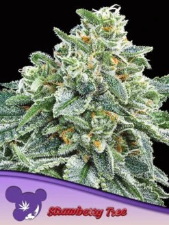 Strawberry Tree - 5-pack - Feminised - Anesia Seeds