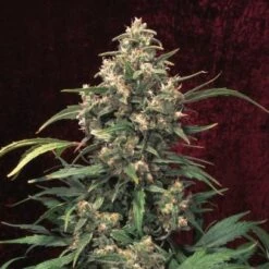 Strawberry Cough - Feminised - Dutch Passion