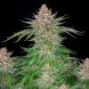 Strawberry Pie Auto - Feminised - Fast Buds Seeds -Uitgelichte Plantenzaadwinkel strawberry pie auto fast buds 2 1