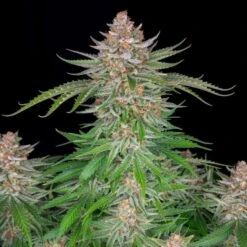 Strawberry Pie Auto - Feminised - Fast Buds Seeds