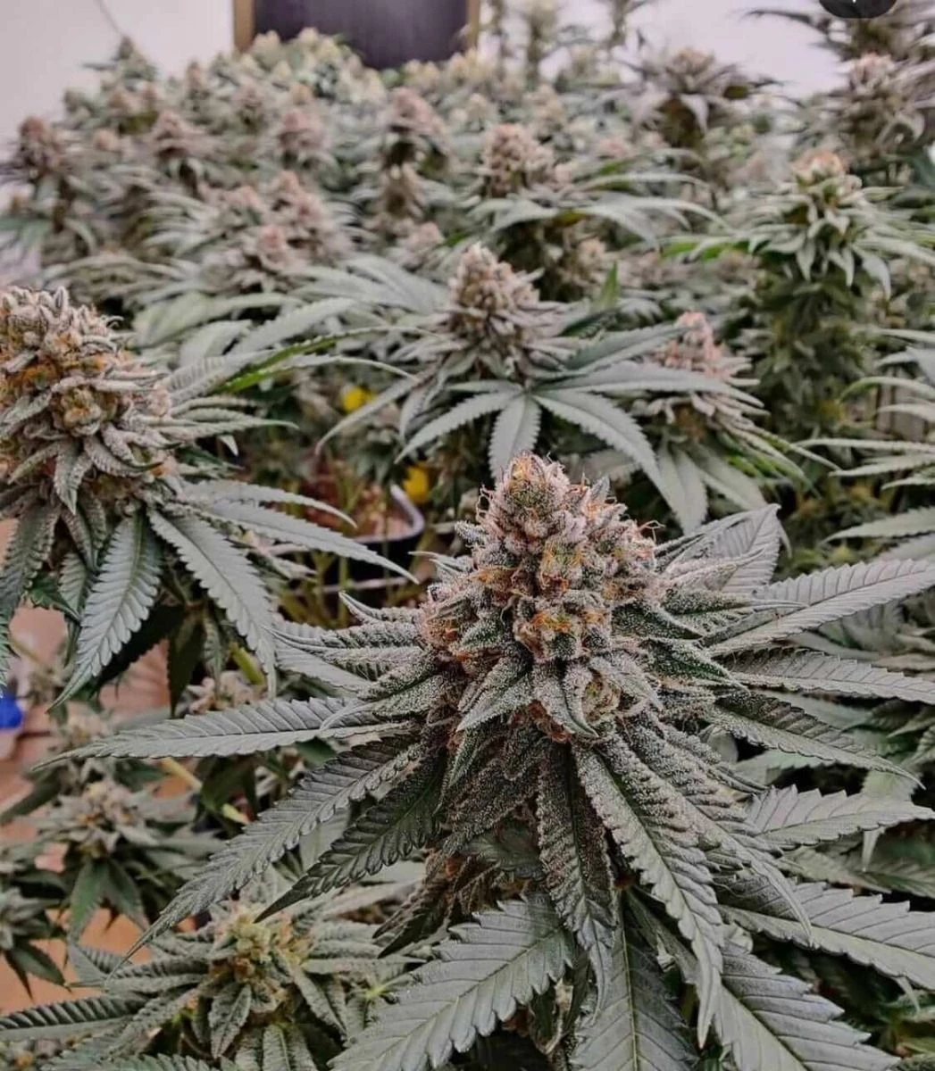 Strawberry Shortcake Auto - 5-pack - Feminised - Pure Instinto Seeds 3 Strawberry Shortcake Auto - 5-pack - Feminised - Pure Instinto Seeds