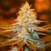 Strawberry Glue - 5PACK - Feminised - T.H.Seeds 2 Strawberry Glue - 5PACK - Feminised - T.H.Seeds -Uitgelichte Plantenzaadwinkel strawberryglue