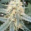Stromboli Auto - Feminised - Paradise Seeds -Uitgelichte Plantenzaadwinkel stromboli auto bud
