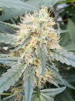 Stromboli Auto - Feminised - Paradise Seeds