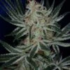 Jack The Ripper - 5PACK - Feminised - Subcool The Dank -Uitgelichte Plantenzaadwinkel subcool seeds jack the ripper feminized