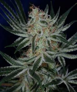 Jack The Ripper - 5PACK - Feminised - Subcool The Dank