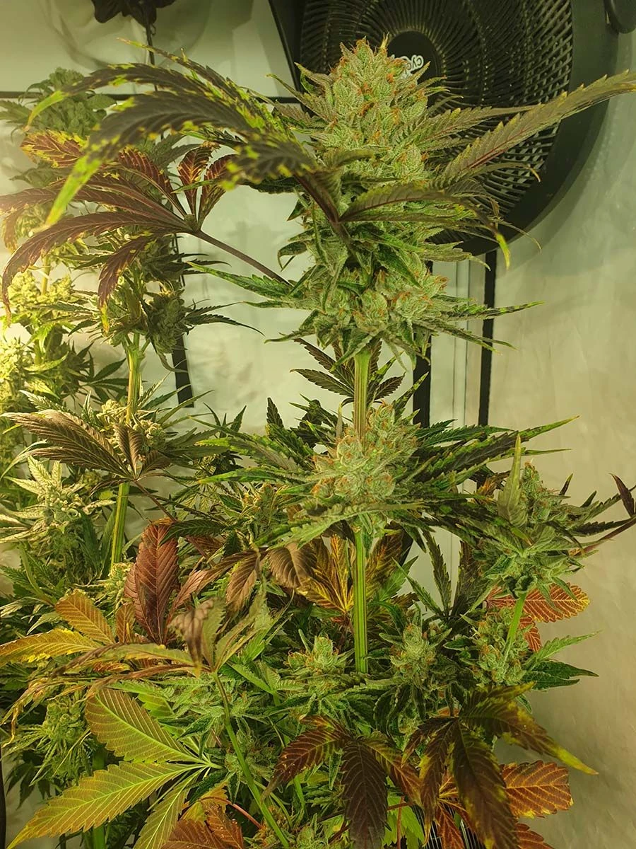 Sugar Tree - 6-pack - Feminised - Zmoothiez 5 Sugar Tree - 6-pack - Feminised - Zmoothiez - Afbeelding 3