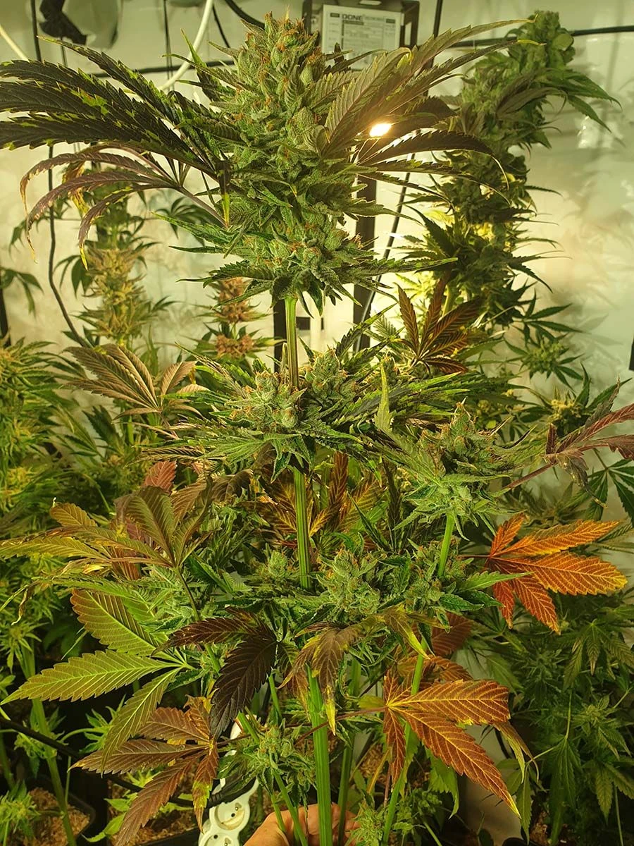 Sugar Tree - 6-pack - Feminised - Zmoothiez 6 Sugar Tree - 6-pack - Feminised - Zmoothiez - Afbeelding 4