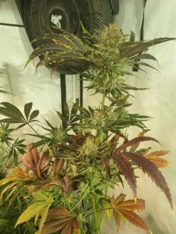 Sugar Tree - 6-pack - Feminised - Zmoothiez 8 Sugar Tree - 6-pack - Feminised - Zmoothiez -Uitgelichte Plantenzaadwinkel sugar tree zmoothiez feminized cannabis seed sugar tree 3