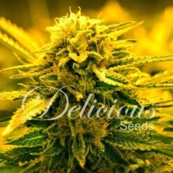 Sugar Black Rose Auto - 5-pack - Feminised - Delicious Seeds