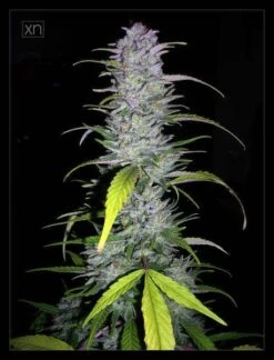 Sugarloaf - 5PACK - Feminised - Cannabiogen