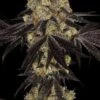 Sunset Paradise - Feminised - Paradise Seeds -Uitgelichte Plantenzaadwinkel sunset paradise seeds