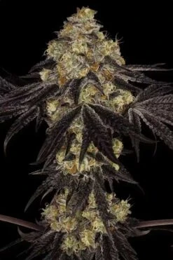 Sunset Paradise - Feminised - Paradise Seeds