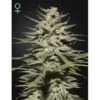 Super Lemon Haze CBD - 5PACK - Feminised - Green House -Uitgelichte Plantenzaadwinkel super lemon haze cbd feminized