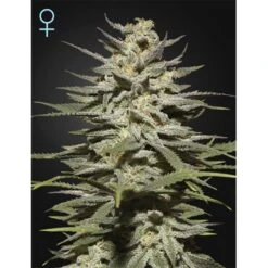 Super Lemon Haze CBD - 5PACK - Feminised - Green House