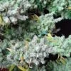 Super Malawi Haze - 5PACK - ACE Seeds -Uitgelichte Plantenzaadwinkel super malawi haze ace seeds big buds