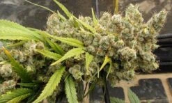 Super Malawi Haze - 5PACK - ACE Seeds -Uitgelichte Plantenzaadwinkel super malawi haze ace seeds buds