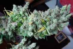 Super Malawi Haze - 5PACK - ACE Seeds -Uitgelichte Plantenzaadwinkel super malawi haze ace seeds plant
