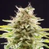 Super OG Kush - Feminised - Kannabia Seeds -Uitgelichte Plantenzaadwinkel super og kush 0
