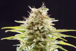 Super OG Kush - Feminised - Kannabia Seeds