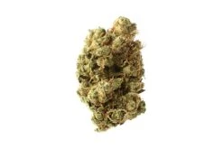 Super Silver Haze - 5PACK - Feminised - Amsterdam Genetics -Uitgelichte Plantenzaadwinkel super silver haze amsterdam genetics