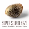Super Silver Haze - 5PACK - Feminised - Amsterdam Genetics -Uitgelichte Plantenzaadwinkel super silver haze seed